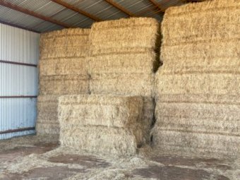 50MT Clover Hay 8X4X3 Large Square Bales