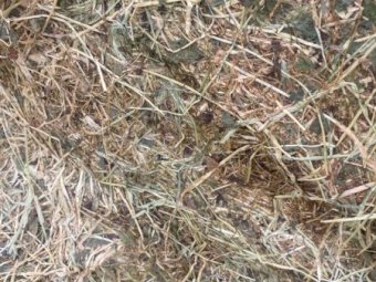 50MT Clover Hay 8X4X3 Large Square Bales