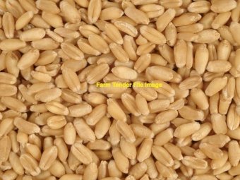 42 mt Rockstar Wheat