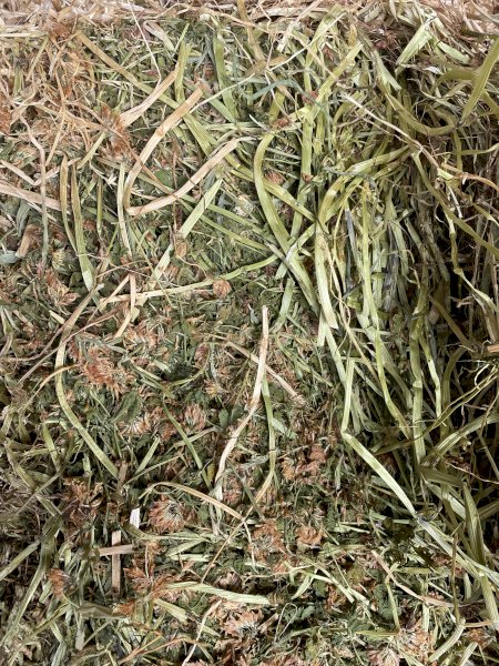 Shaftal Clover and Ryegrass Small Square Bales