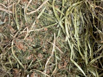 Shaftal Clover and Ryegrass Small Square Bales