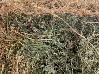 Lucerne Small Square Bales