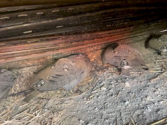 2021 Krone Easy Cut TC400