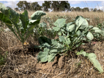 Blue Gorilla - dark purple green, re-growing forage rape