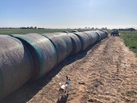 65 X Bales Wheaten Hay 5X4 Round Bales - Certified Organic