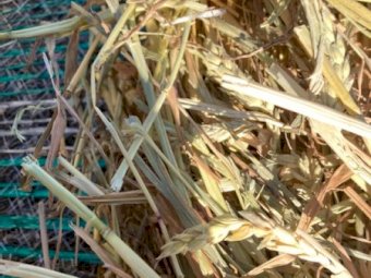 65 X Bales Wheaten Hay 5X4 Round Bales - Certified Organic