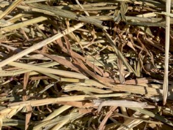 65 X Bales Wheaten Hay 5X4 Round Bales - Certified Organic