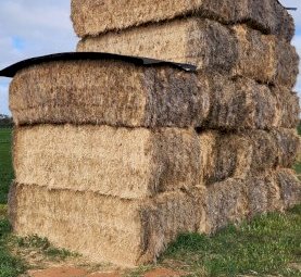 Ryegrass Hay 8X4X3 Large Square Bales - Assorted