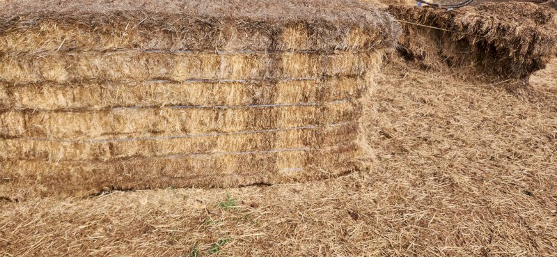 7 X Ryegrass Hay 8X4X3 Large Square Bales