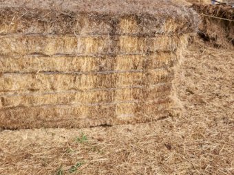 Ryegrass Hay 8X4X3 Large Square Bales - Assorted