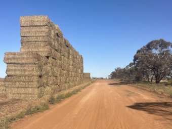 2024 Vetch Hay 8x4x3 Bales Ave 700Kg's