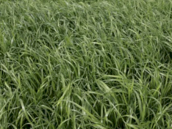 Amass Italian Rye Grass Seed