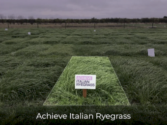Achieve Italian Rye Grass Seed