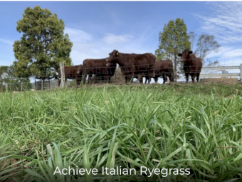 Achieve Italian Rye Grass Seed