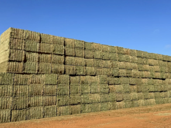 2024 Vetch Hay – High Quality