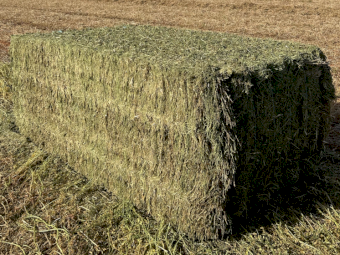 2024 Vetch Hay – High Quality