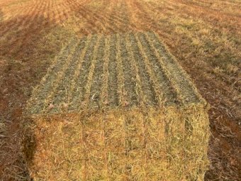 2024 Season Vetch Hay 8x4x3 Bales