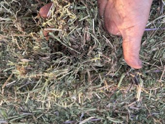 2024 Season Vetch Hay 8x4x3 Bales