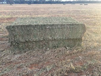 2024 Season Vetch Hay 8x4x3 Bales