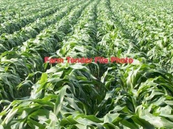 Sorghum or Millet hay/silage