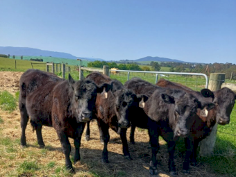 Angus Pure Bred Heifers x 6