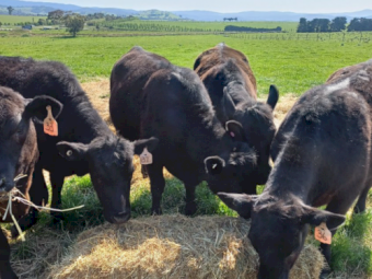 Angus Pure Bred Heifers x 6