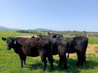 Angus Pure Bred Heifers x 6