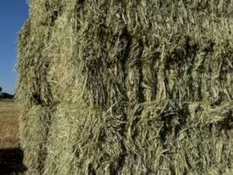 2024 Wheaten Hay 8x4x3