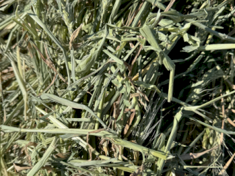 2024 Wheaten Hay 8x4x3