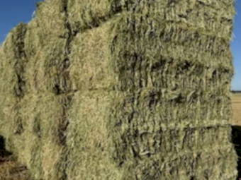 2024 Wheaten Hay 8x4x3