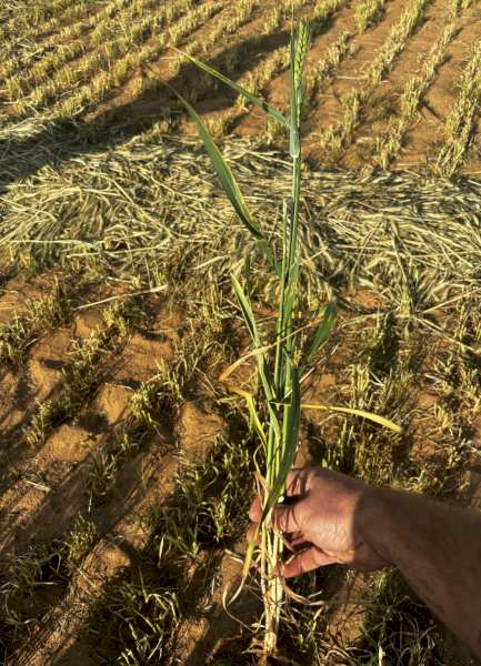 2024 Wheaten Hay Round bales