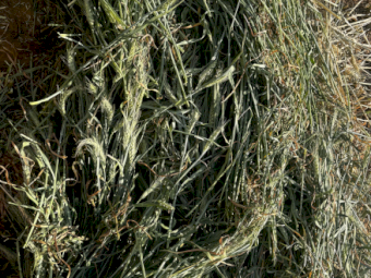 2024 Wheaten Hay Round bales