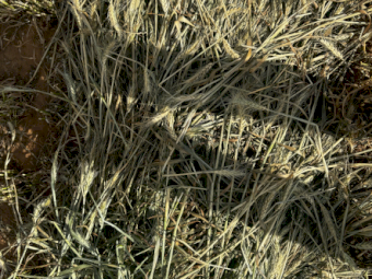 2024 Wheaten Hay Round bales