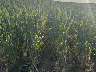 2024 Wheaten Hay Round bales