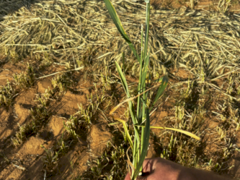 2024 Wheaten Hay Round bales