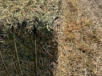 300mt Vetch Hay 650-700kg 8x4x3 Bales (New Season 24/25)