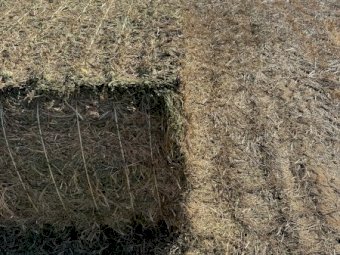 300mt Vetch Hay 650-700kg 8x4x3 Bales (New Season 24/25)