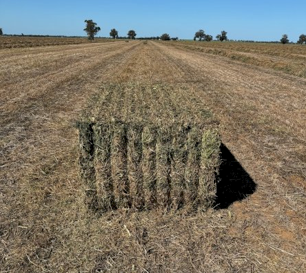 300mt Vetch Hay 650-700kg 8x4x3 Bales (New Season 24/25)