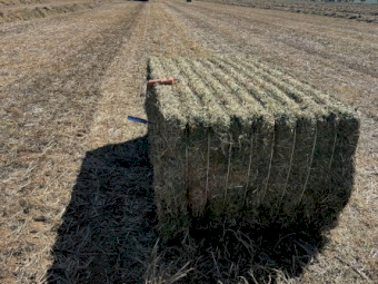 300mt Vetch Hay 650-700kg 8x4x3 Bales (New Season 24/25)