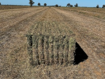 300mt Vetch Hay 650-700kg 8x4x3 Bales (New Season 24/25)