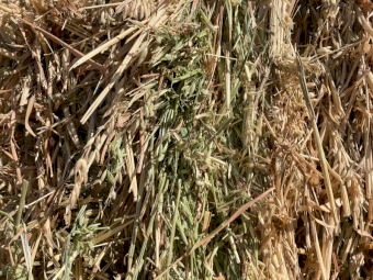 190mt Oaten Hay 634kg 8x4x3 Bales