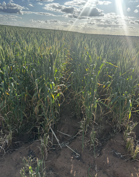 2024 Wheaten Hay Round bales 4x4