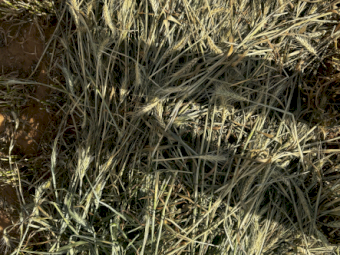 2024 Wheaten Hay Round bales 4x4