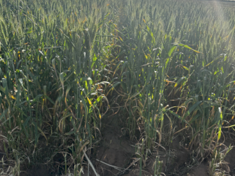 2024 Wheaten Hay Round bales 4x4