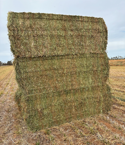 100mt Vetch Hay 620kg 8x4x3 Bales