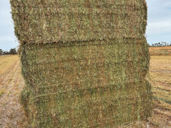 100mt Vetch Hay 620kg 8x4x3 Bales