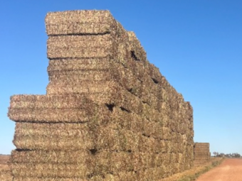 500mt Vetch Hay 680kg 8x4x3 Bales