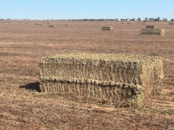 500mt Vetch Hay 680kg 8x4x3 Bales