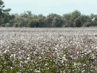 Lease EOI or possible part sale, Mallee, Mildura region