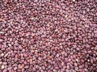 4MT Cowpea Seed